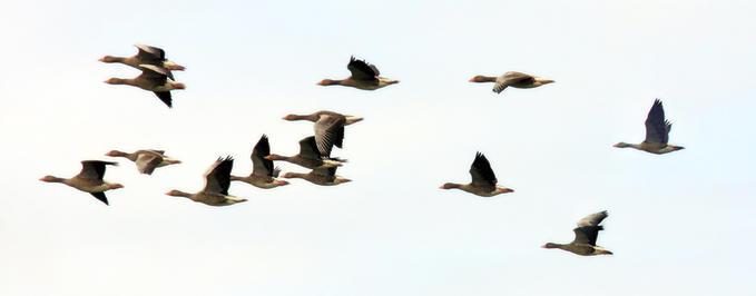 A pilgrimage (peregrinatio)